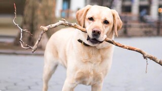 When your dog found the perfect stick 🙈🤣