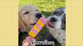 เพื่อนตัวน้อย สัตว์เลี้ยงแสนซน : เจ้าหมาบ๊อกๆ