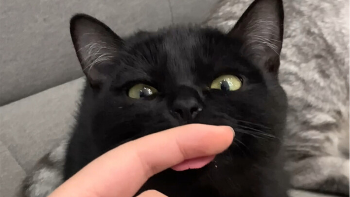 This is probably why girls love keeping cats, huh?