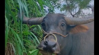 Kerbau memang hewan yang sangat cerdas, begitu menemukan sesuatu yang mencurigakan langsung waspada,