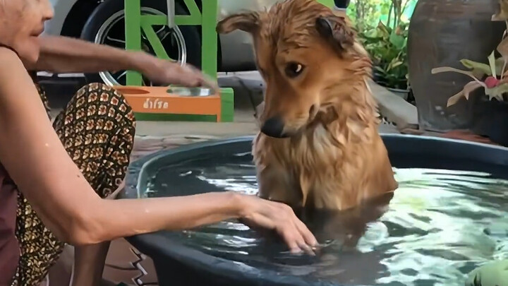 Anjing itu sejak kecil memang tidak suka mandi; meski wajahnya tampak sangat enggan, ia tetap patuh 