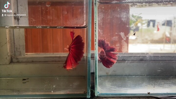 Nhắm cá nhé ae serie 2