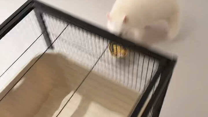 [Raccoon Xiaoxiao] Video loading… Hurry up and check out the surprise!