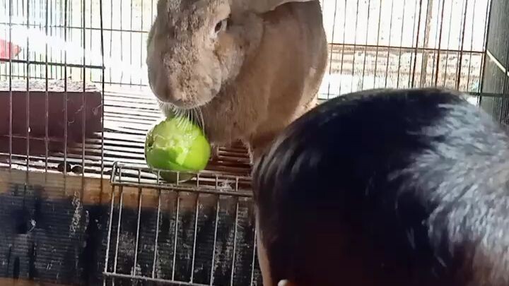 Ngasih Makan Kelinci Raksasa Flemish Giant