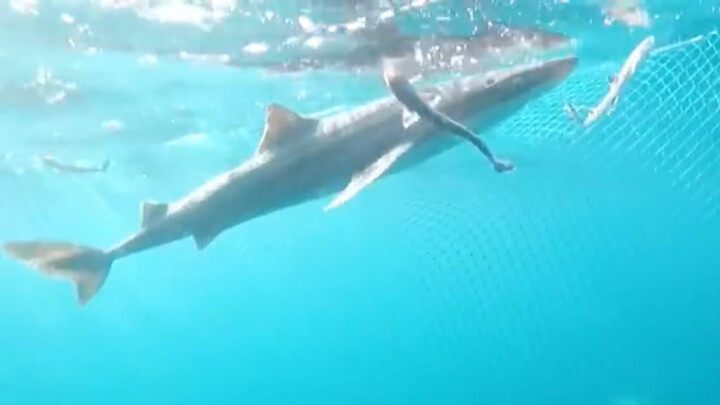 Cá mập sinh con trong nhà hàng được đưa trở lại đại dương cùng đàn con