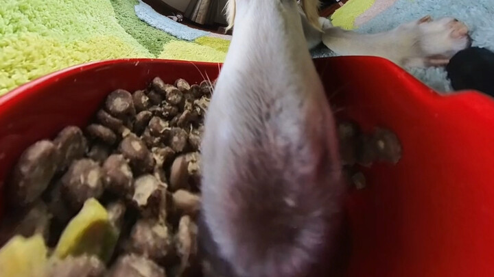 Fine dogs really eat so delicately.