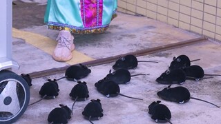 Gừng già cay hơn