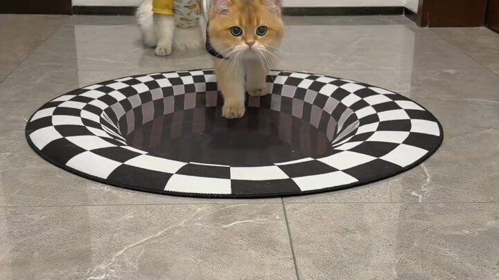 Cat IQ Test, Part 2! Sorry, I laughed way too hard.