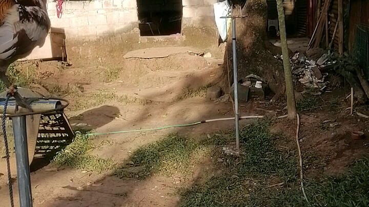 Iginala tayo ng isa sa may are ng farm sa Morong rizal, salamat boss Hener #BatangCandelaria