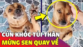 Chú chó tủi thân 'NGỒI KỂ LỂ' khi thấy cô Sen đi công việc lâu ngày mới về 😅 | Gâu Đần