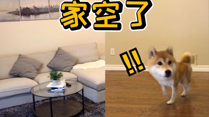 Chỉ vì một lời bất đồng, chủ nhân dọn sạch cả nhà — chó cưng sẽ phản ứng thế nào? 【Cục Quan Sát Chó 