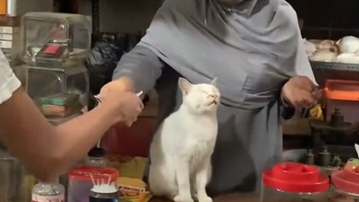 No matter how chaotic the world gets, cats just sleep soundly.