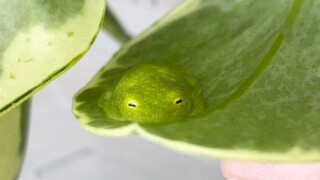 【玻璃蛙】睡成史莱姆的小蛙真可爱