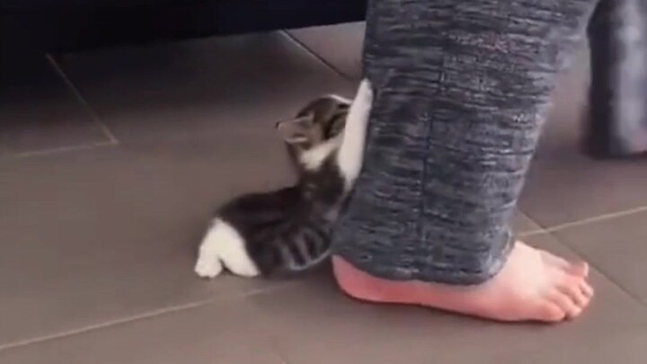 “Cats really are magical creatures”