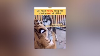 Nó nhìn sao mà ra con mèo luôn thì tui cũng xin quỳ lạy vnnn vnnnfunfact tiktoknews animals hài onhavanvui onhaxemtin foryoupage