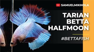 TARIAN BETTA HALFMOON | Wow! Lihat Sahabat Kecil Baruku!