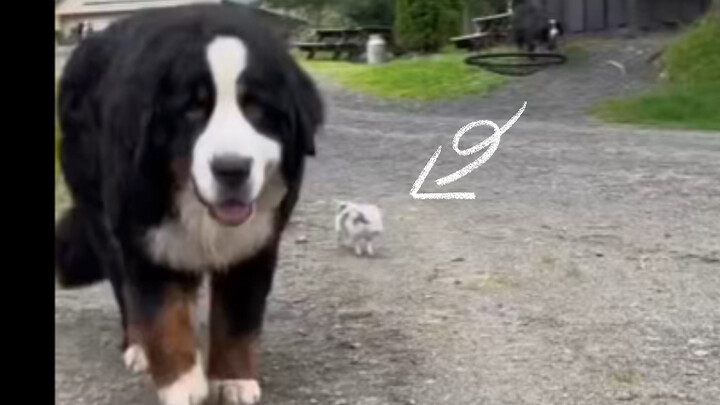 Dia tumbuh bersama anjing dan menganggap dirinya juga sebagai seekor anjing.