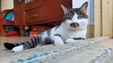 Peliharaan Imut|Ketika Kucing Terlalu Banyak Menghirup Tumbuhan Catnip