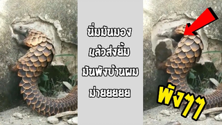 รวมคลิปตลกๆ : บ้านพังหมดเเล้วไอ้ตัวประหลาด!!