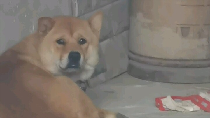 [Chinese Native Dog] From a Confused Look to a Beaming Smile