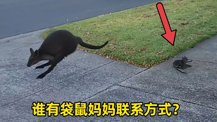 “Bu Kanguru, anakmu jatuh!” Wanita Australia Saksikan Adegan Pilu Terpisahnya Ibu dan Anak