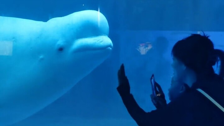 White Whale: Huh? You're really crying.