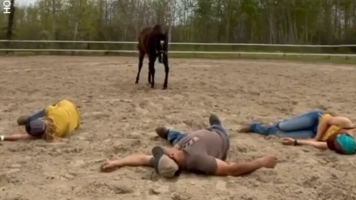 Horse: Interesting