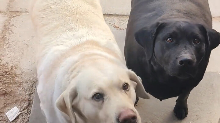 They're the roundest dogs in the whole village!