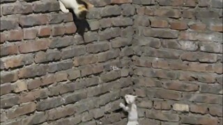 Mom Cat Saves Her Kitten