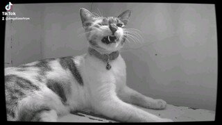 a daily dose of kabang #sleepycat