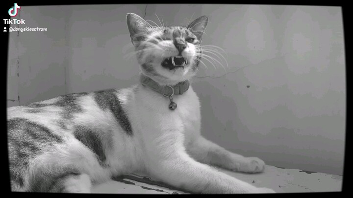 a daily dose of kabang #sleepycat