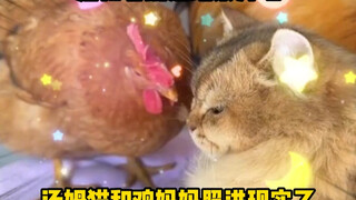 汤姆猫照进现实！猫贩子拐走了一窝小鸡