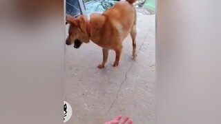 Những thanh niên l:éo chóaaaaa.... nó lanodos thucung xuhuong haihuoc xuhuongtiktok2022 chó dog trending