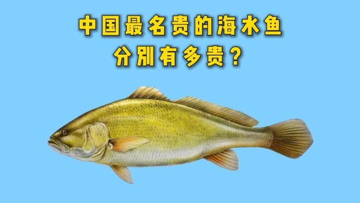 10 loài cá biển quý nhất Trung Quốc có giá bao nhiêu?
