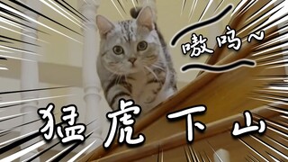 Kucing saya benar-benar mulai berbicara!