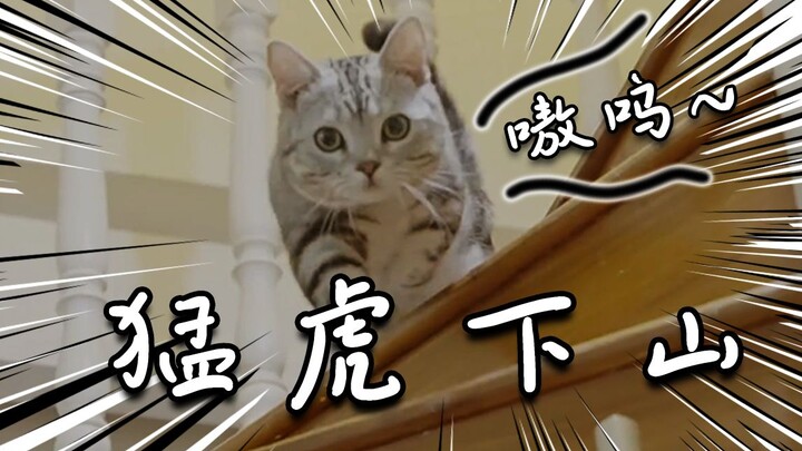 我家猫居然开口说话了！