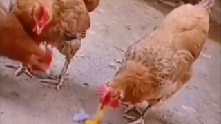Chicken??? Do you eat chicken?