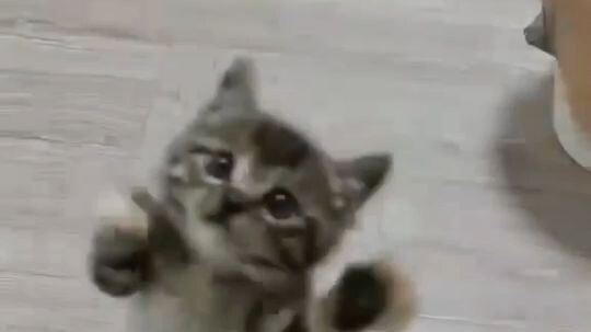 Viral Kitten vs My aggressive kitten🐾😹