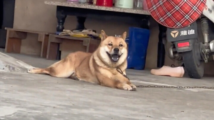 ตอนที่คุณแอบถ่ายเจ้าตูบของบ้าน แล้วมันจับได้เข้าให้!