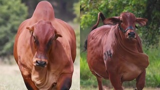 بقرة البراهمي الضخمة والقوية، لها سنام على ظهرها يشبه سنام الجمل، وهي الآن سلالة البقرة الرئيسية في 