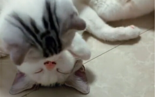 Scenes where it's hard to find a cat