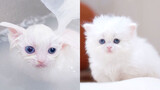 Take a bath for kittens