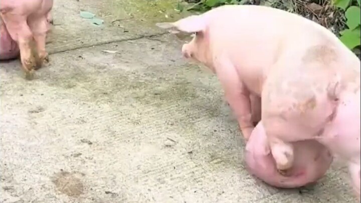 หมูตัวนี้ยังมีทางรักษาไหม?