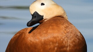Big croissant! 🥐🥐🥐 Big croissant! 🥐🥐🥐 Big croissant! 🥐🥐🥐