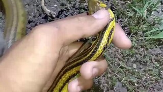 berburu ular kadut