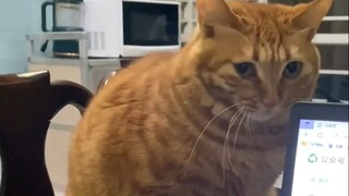 原来小猫尴尬的时候，也会假装自己很忙！