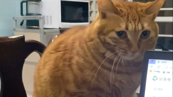 Ternyata saat merasa canggung, kucing kecil juga bisa berpura-pura sibuk!