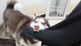 【Animal Circle】Border Collie teaches Husky a lesson for biting owner.
