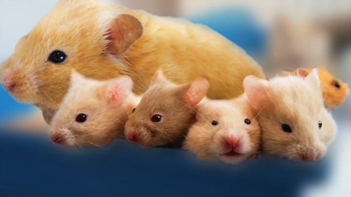 Hành trình phát triển của bé hamster từ khi chào đời đến ngày thứ 30, bà mẹ ích kỷ nhất tôi từng gặp