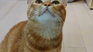 Singing cat